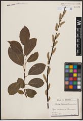 Foto von Salix caprea L.